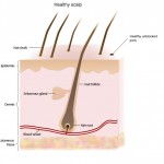 haarstamcel